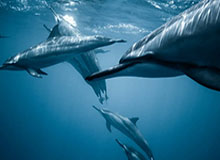 九游体育-字母哥渴望化身终结者：想出手更多关键球和绝杀球